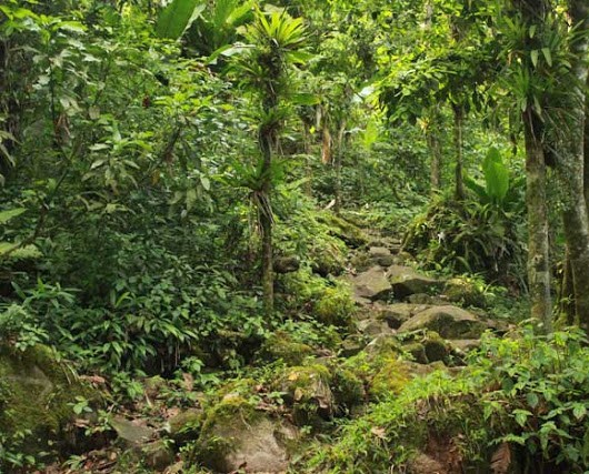 St. Lucia Gros-Piton-St-Lucia-Trail vegetation