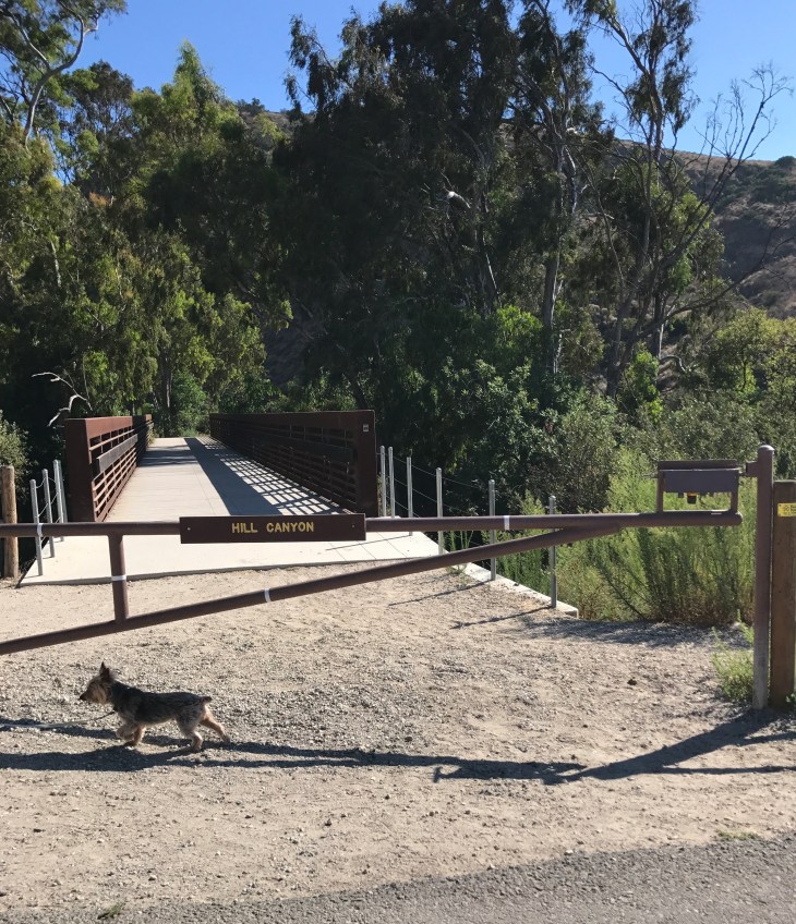 Hill Canyon Brody and the bridge