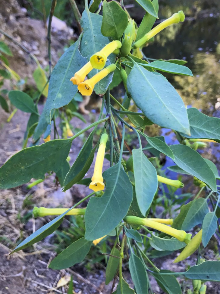 Hill Canyon flowers (2)
