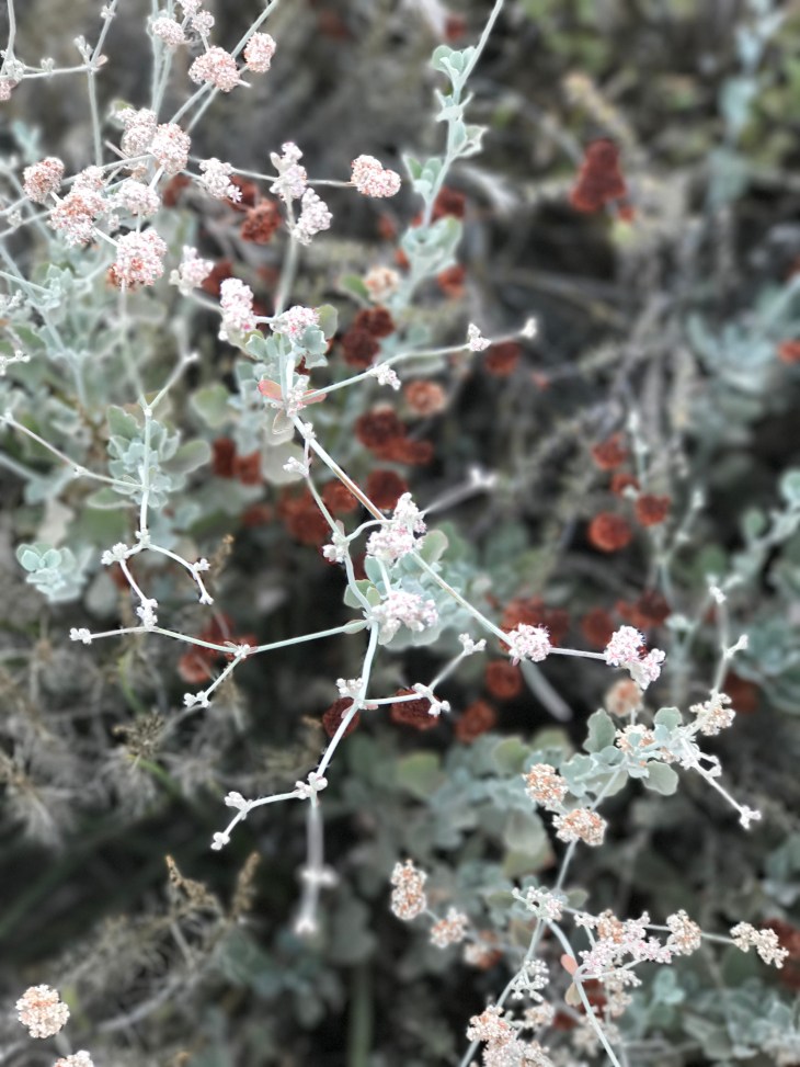 Hill Canyon Flowers2