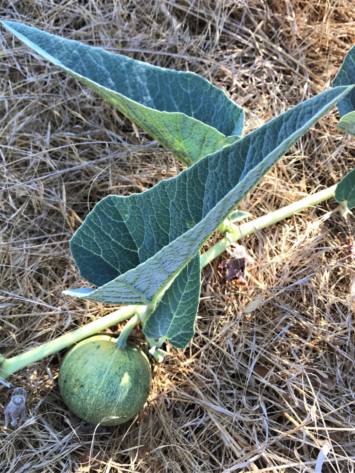 Hill Canyon Melon